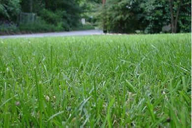 Green Lawn Turf