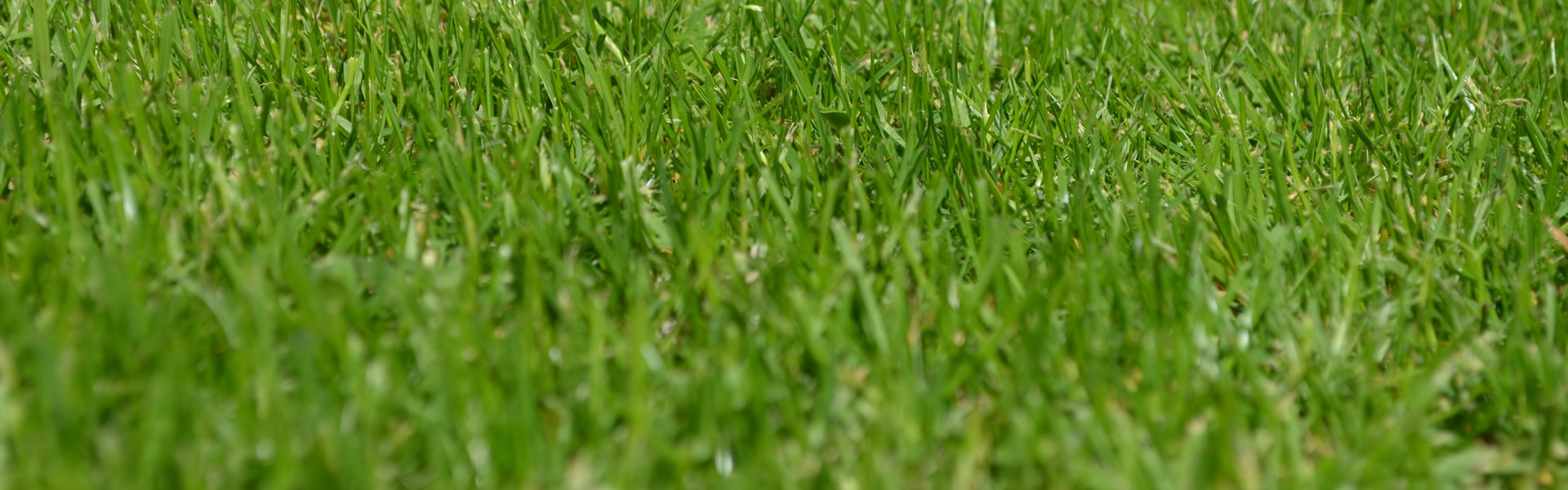 Lawn Turf